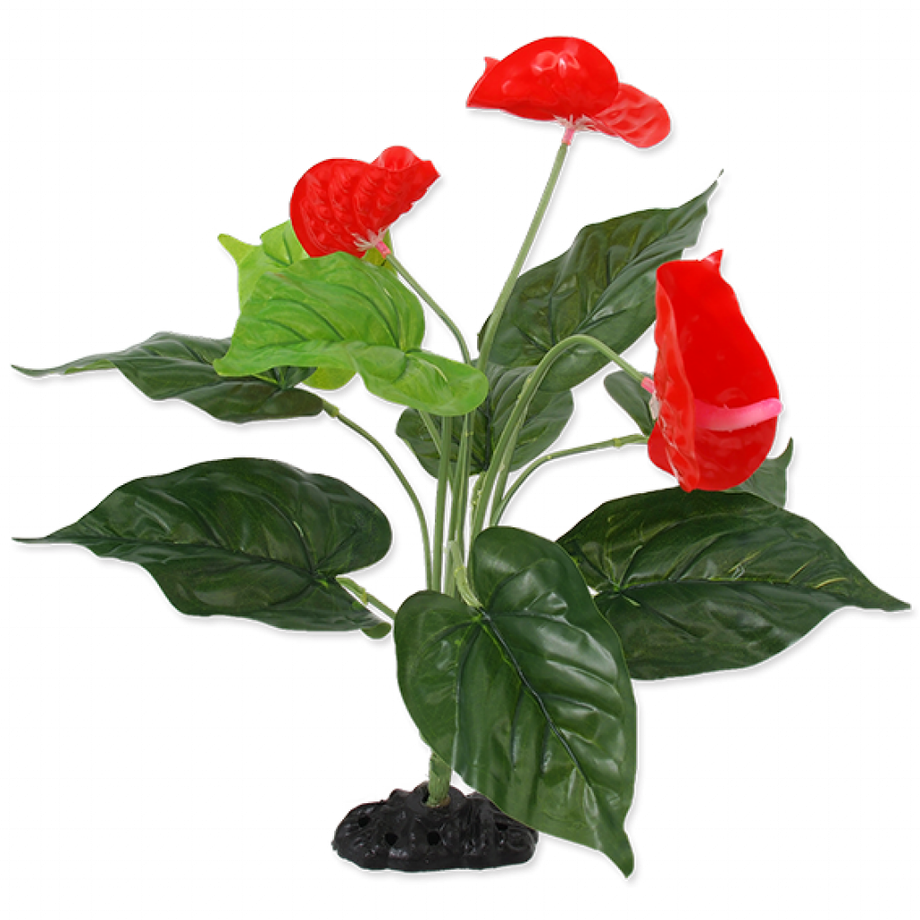 Plant Anthurium